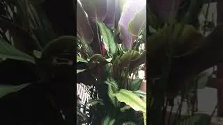 Calathea plant so tall!!! #plants #short  #calathea #shorts