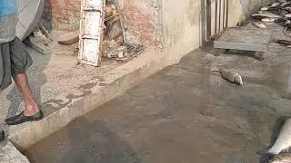 Fish load in seezo