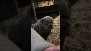 Puppy love is so special 🥹🐶 #petlover #puppy #doggielife #bulldog #dogbreed #puppy videos y
