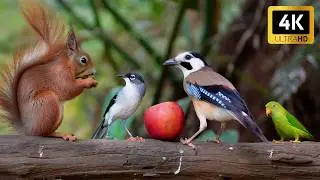 Cat TV for Cats to Watch 😺🍂 Forest Squirrels, Gentle Birds and Curious Chipmunks 🌲 Cat Games 4K HDR