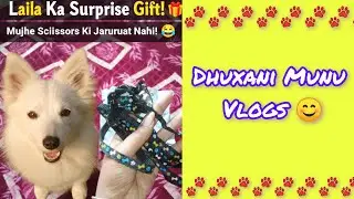 Laila Ka Surprise Gift! 🎁 | Unboxing Happiness For My Dog 🐶#lailathedog 