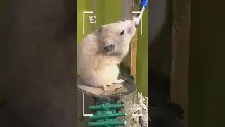 #cute hamster🥰❤️👶🏻🥰❤️#hamster #usa #shorts #viral #youtubeshorts #pets #smallpets