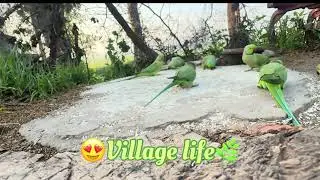 Village life 😍#parrot#parrotvideo #villagelife#viralvideo#gaon #khetibadi#metotametota#punjab #love