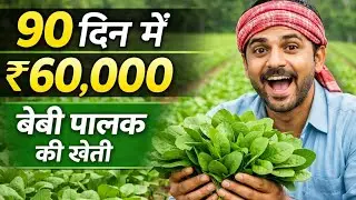 Only 90 days of cultivation | Low cost, huge profits (Baby Spinach)
