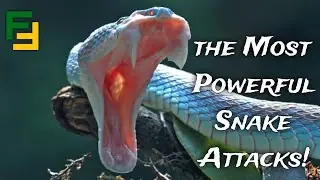 Witness the Most Powerful Snake Attacks!