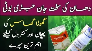 Identification and control of Ghora Ghas (Leptochloa chinesis) in Rice Crop | Weeds control in Rice
