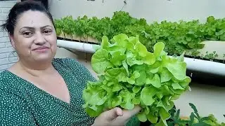 VLOG / COMO PLANTAR ALFACE NO CANO DE PVC /  HORTA EM VASOS 