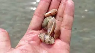 Beautiful Small Shells 