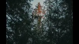Johan Bj&ouml;rklund - Pj&auml;xer&ouml;d 2.0: 