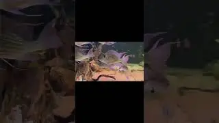 #geophagussveni #geophagusbalzani#balzani#geophagus #geophagusbalzani #аквариум #akuarium #балық