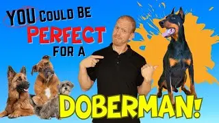 A Doberman Is Perfect for You if You Have These 5 Traits