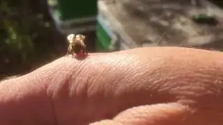 Gentle inquisitive honeybees