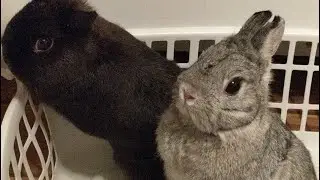 Bunny owners!! #bunny #rabbit