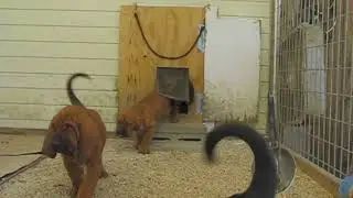 Bloodhound puppy patrol 832 K-9's Deputy Dogs