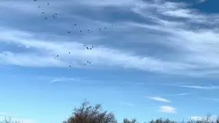 Limited Season! Witness This New Mexico Bird Frenzy!