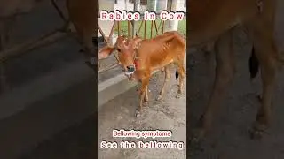 Rabies in Cows #rabies #zoonosis #rabiesvaccine #cow #rabieslyssasyndrom #animal