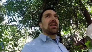Hibridaci&oacute;n entre Dovyalis hebecarpa  X Dovyalis cafra La otra cara del vivero frutales corrientes