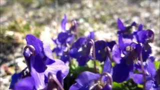 Sweet Violet (Viola odorata) - 2014-03-26 / 2014-03-20