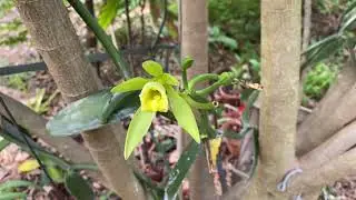 Vanilla orchid growing , pollination, pests  and propagation in SW Fl plus counting how many 🌱