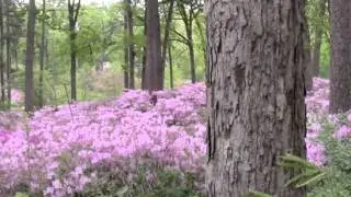 R.W. Norton Art Gallery Azaleas - 8 April 2013