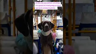 CHISMEANDO EN EL BUS🤣🤣 #perros #perrosgraciosos #memes