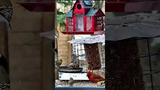 Real Birds, Real Sounds | 4K Feeder Ambiance #shorts