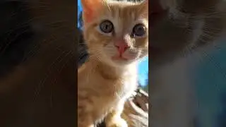 @funny cats reels    #catloversclub #cat #cats #kitten #kittens #animals #animal #instaanimal #cute
