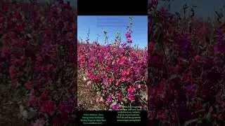 ClarkiaMixSeedProduction2025SFSeeds