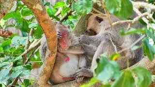 Nice wildlife family monkey , Peaceful Jane sleeps getting pay attention by Jazzy