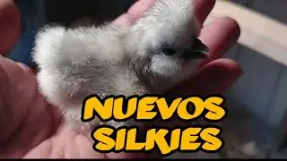 Nuevos Pollitos Sedosos (Silkie).