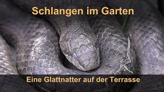 Schlangen im Garten: Eine Glattnatter auf der Terrasse