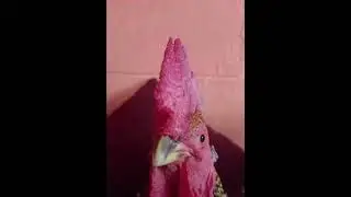 Chicken Singing I Wonder