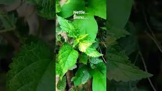 NETTLE is called SISNU in Nepali language#shorts#nepalifood #sisnu#nettle #homestay#kalimpong#nature