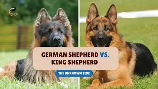 King Shepherd vs. German Shepherd (The Untold Truth!) 🦮 | #dogbreeds | World of Dogz