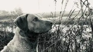 Chesapeake Bay Retriever hunting ducks