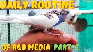 സോഫ്റ്റ്‌ food കൊടുക്കേണ്ടത് എപ്പോൾ?||R&B Media Daily Routine Part-2