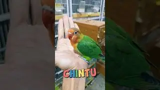 Cheap Birds for Pets. Adopted Parrot #shorts #birds #birdslover #parrot #lovebirds #mastercage