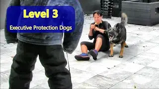 Level 3 Executive Protection Dogs