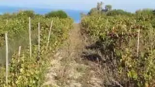 Dettori vineyard walk