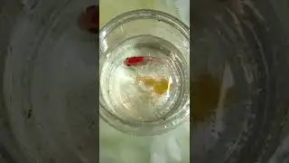 Gold Fish Egg🐟 Aquarium Fish😇