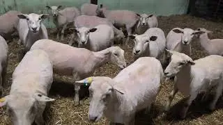 Wei&szlig;kopf Schafe geschoren. Shorn German Whiteface sheep. So proud of my work. 