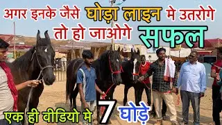 मिलिये दिनेश भाई से जो रखते है भारत की सारी मशहूर BLOODLINE के घोड़ा घोड़ी ।CHETAK FESTIVAL 2024