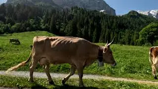 2023 06 26 Wanderung von der Grossen Scheidegg nach Hasliberg