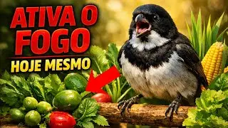 10 Plantas NATURAIS para Deixar o COLEIRO Fogoso Hoje Mesmo