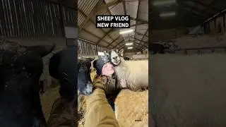 One of the new sheep came up to me and bit my nose and now we&rsquo;re friends? #farmlife #sheep #farming