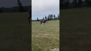 Freiheitsdressur Finnhorse Lusitano