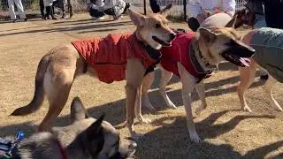 ドッグラン　2026　新年初走り