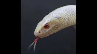 Lampropeltis Getulus Californae Albinos