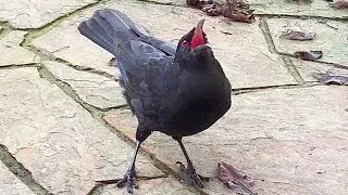 Can the red eyed birds catch? (White-winged choughs)