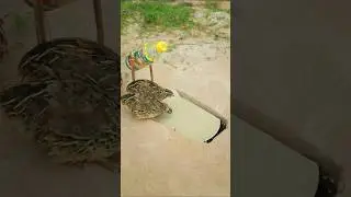 Really Best Bird Trap easy - quail trap #shortvideo #shorts #youtubeshorts